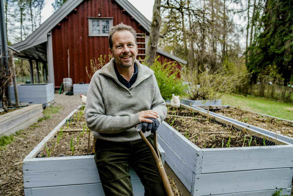 GIR RÅD: Andreas Viestad er en ivrig grønnsakdyrker. I sin nye bok gir han tips til nybegynnere som ønsker å dyrke urter og grønnsaker selv. Foto: Stian Lysberg Solum / NTB