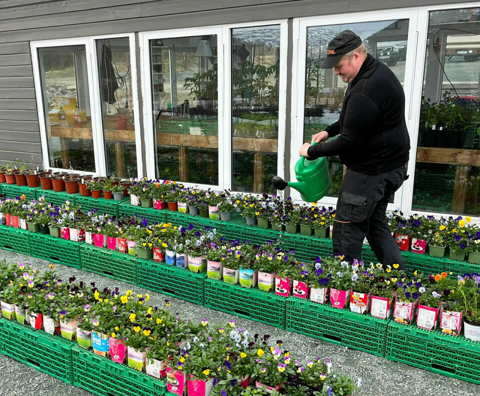 FARGERIKT: Nytt av året er at Stormoen veksthus selger stemorsblomster. Tom-Harald Niva sørger for at de fargerike blomstene får nok vann.