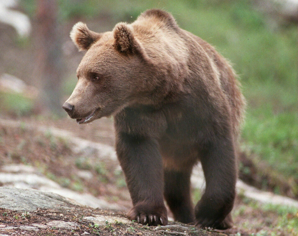TRUET: Troms kan bli fri for bjørn, dersom det ikke tas umiddelbare grep. Med bare syv individer i fylket er situasjonen kritisk. Nå vil rovviltnemnda ta grep og utvide de «bjørne-prioriterte» områdene i Indre Troms. Foto: NTB/Scanpix