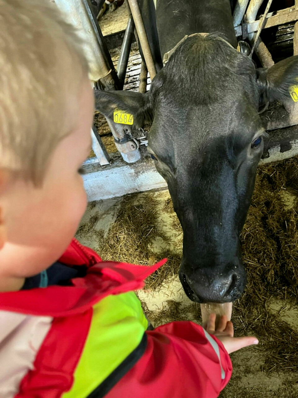 GLEDE: Under onsdagens gårdsbesøk på Tennes fikk barnene i Trollskogen Barnehage treffe dyr og muligheten til å kjenne på gårdslivet.