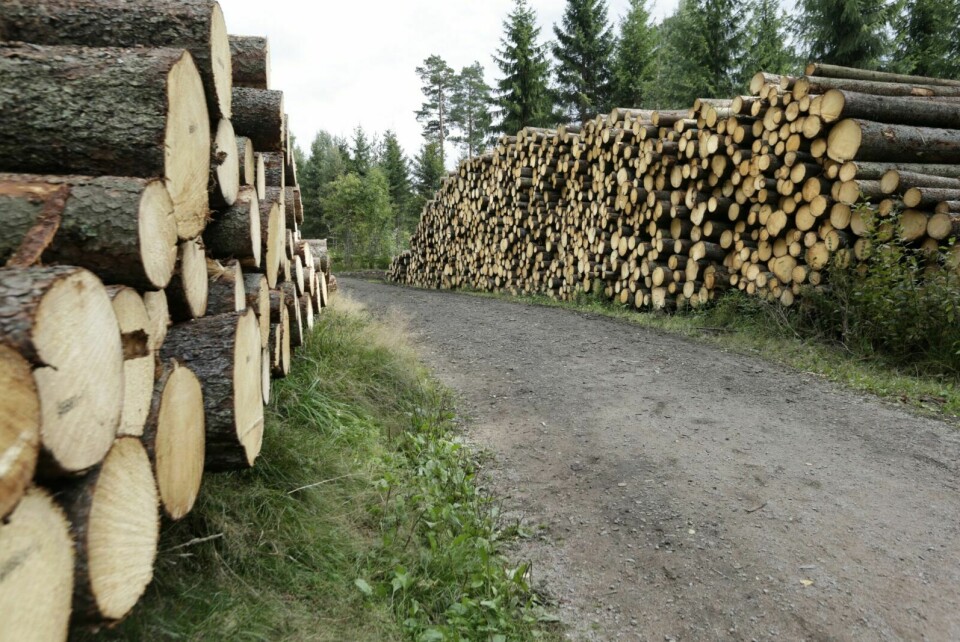 TØMMER: Både prisen på tømmer og aktiviteten i skogbruket fortsetter å øke. Foto: Vidar Ruud / NTB
