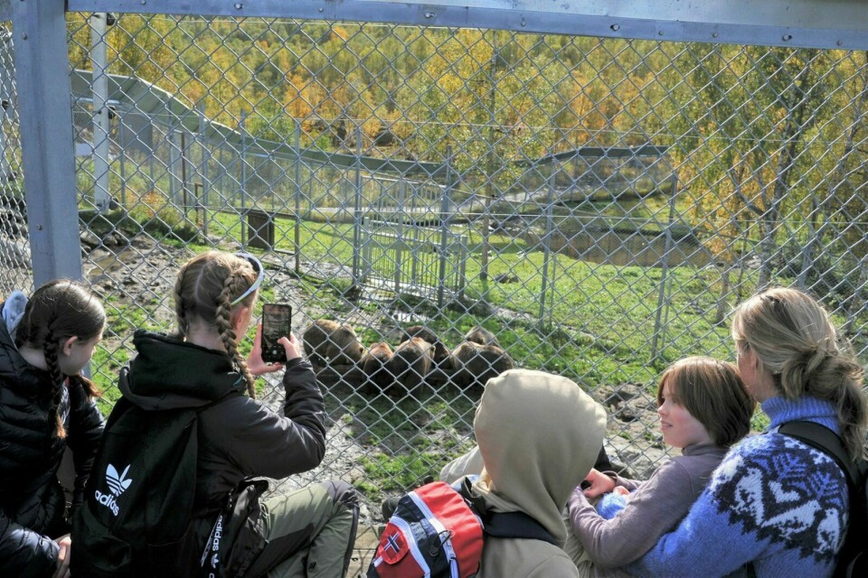 SPENTE: Gjengen fra Fagerlidal skole var alle spente på om bjørnene ble å like blåbærene de fikk servert. Foto: Marius Mikalsen