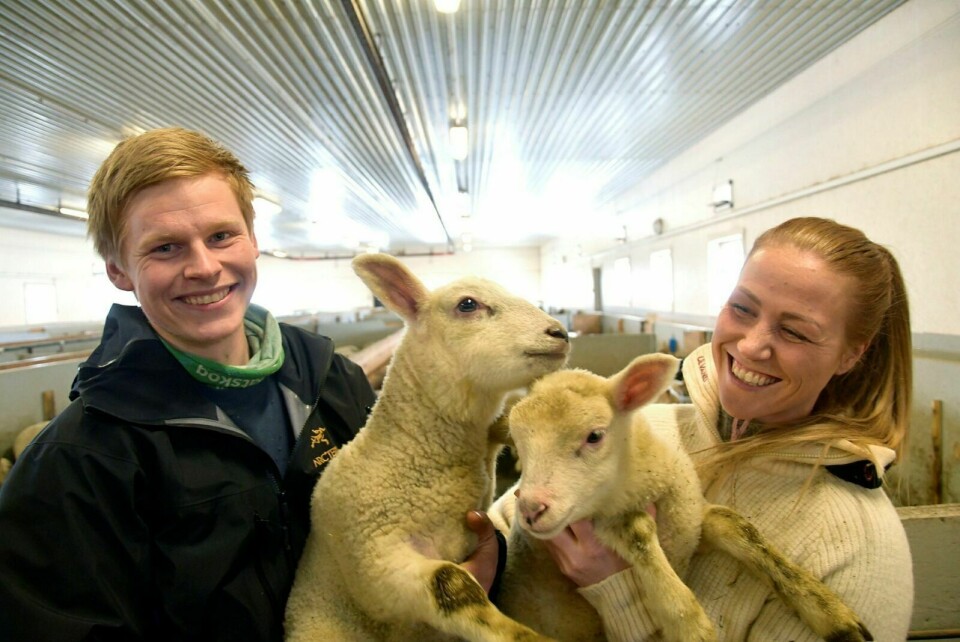 KAN VINNE PRIS: Eirik Østring og Tonje Fjeldstad har 300 sauer på gården sin på Kjerresnes. Nå kan de vinne prisen som Årets unge bonde. Arkivfoto: Torbjørn Kosmo