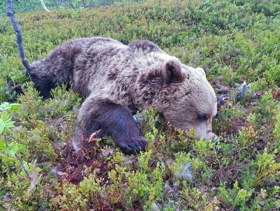 AVGLEMT: Det var denne bjørnen som ble avglemt av Statsforvalteren og råtnet opp på et lager i Målselv.