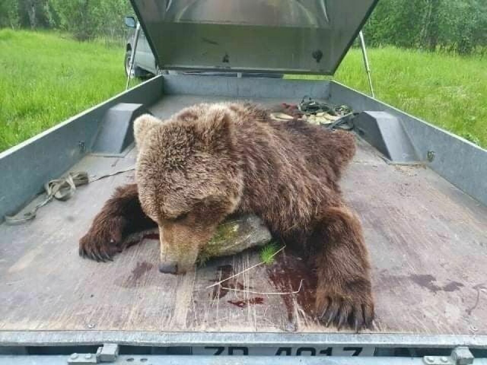 FÅR FORTSETTE: Den første bjørnen ble felt 21. juni. Nå har Bardu fått lov til å gjenoppta jakta etter slagbjørn. Foto: Privat