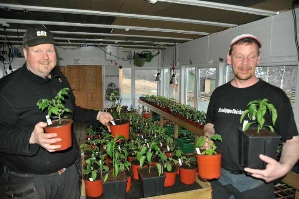 ÅPNER OPP: Tom Harald Niva (t.v.) og Dirk Gutwald ønsker å vise fram det de holder på med og har også mange ulike grønnsaksplanter for salg. Gode råd får du med på kjøpet. Foto: Leif A. Stensland (arkiv)