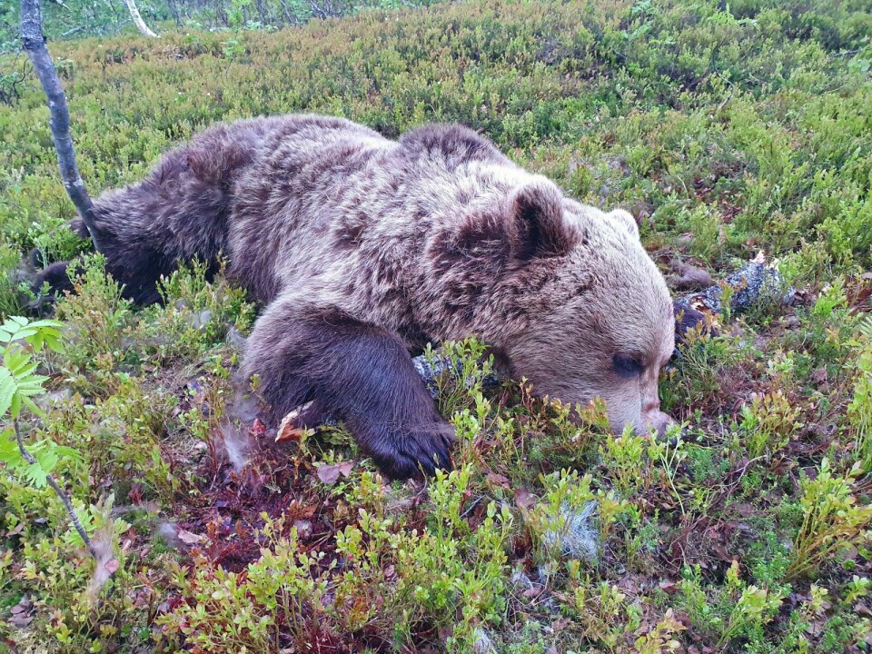 NY FELLING: Denne bjørnen ble for ei uke siden skutt i Bardu. Nå er en ny felt i Salangen. Foto: PRIVAT