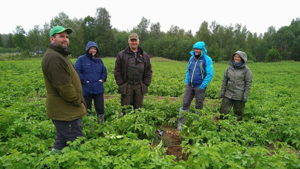 MARKVANDRING: Forrige uke var Sørensen på markvandring i Målselv, der hun sjekket ut en avling poteter. Foto: Privat