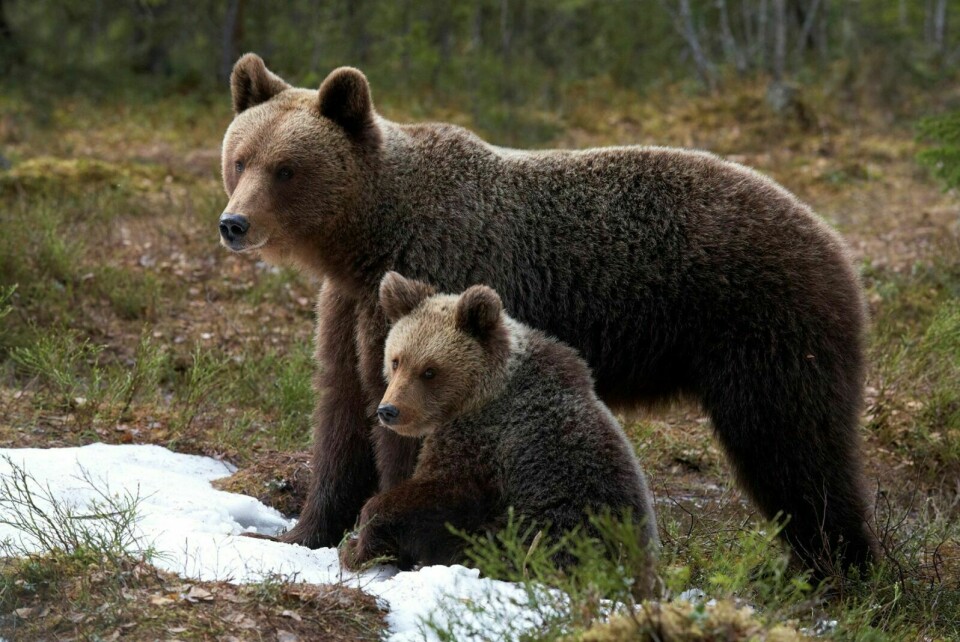 AVSLAG: Miljødirektoratet vil ikke tillate uttak av ei bjørnebinne med unge i Målselv. Dette til tross for at bjørnene er spor-observert i beite- og kalvingsområde for rein. ILLUSTRASJONSFOTO: NTB