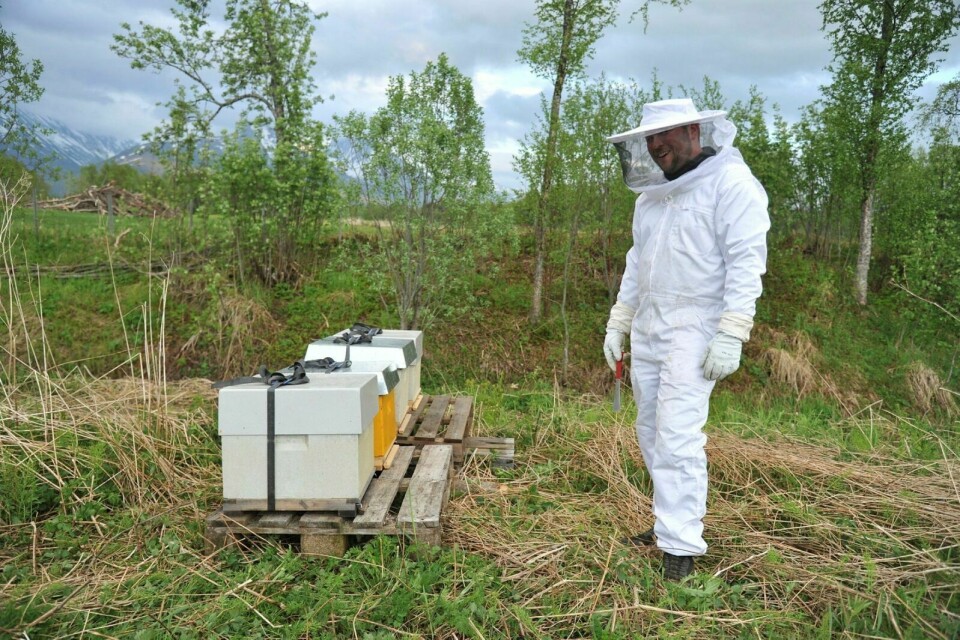 SKAL LAGE HONNING: Denne uka satte Joachim Gullesen ut bikuber på Moan. Håpet er å få 15-20 kilo honning av hver av de fire bikubene. Foto: Leif A. Stensland