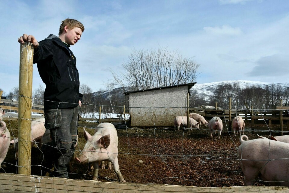 HÅN: Saue- gris- og storfebonde Eirik Østring mener statens foreslåtte ramme i jordbruksoppgjøret er å oppfatte som et hån, og forteller at det er utfordrende å drive gård med tanke på lønnsomhet. Foto: Torbjørn Kosmo
