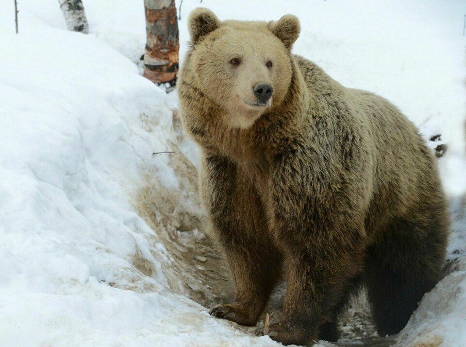 SPENNENDE BJØRNEPROSJEKT SETTES I GANG: Forskere har fått støtte til å sette i gang et større rovdyrprosjekt i Indre Troms i år er bjørnebestanden i de to innlandskommunene Målselv og Bardu skal kartlegges. For ordens skyld er denne bjørnen en Polar Park bjørn. Foto: Knut Solnes
