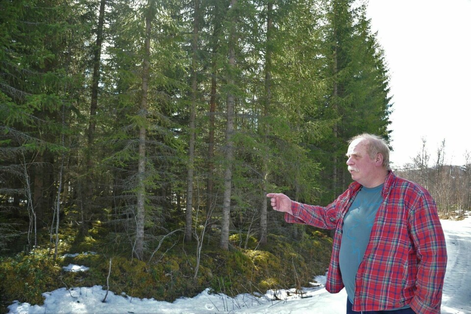 STØRRE PRODUKSJON: Etter å ha jobbet med skog i snart 50 år mener Pål Westerbeek at grana produseres ti ganger så mye trevirke som de «bananbjørkene» som i dag står i skogen i Troms. Foto: Leif A. Stensland