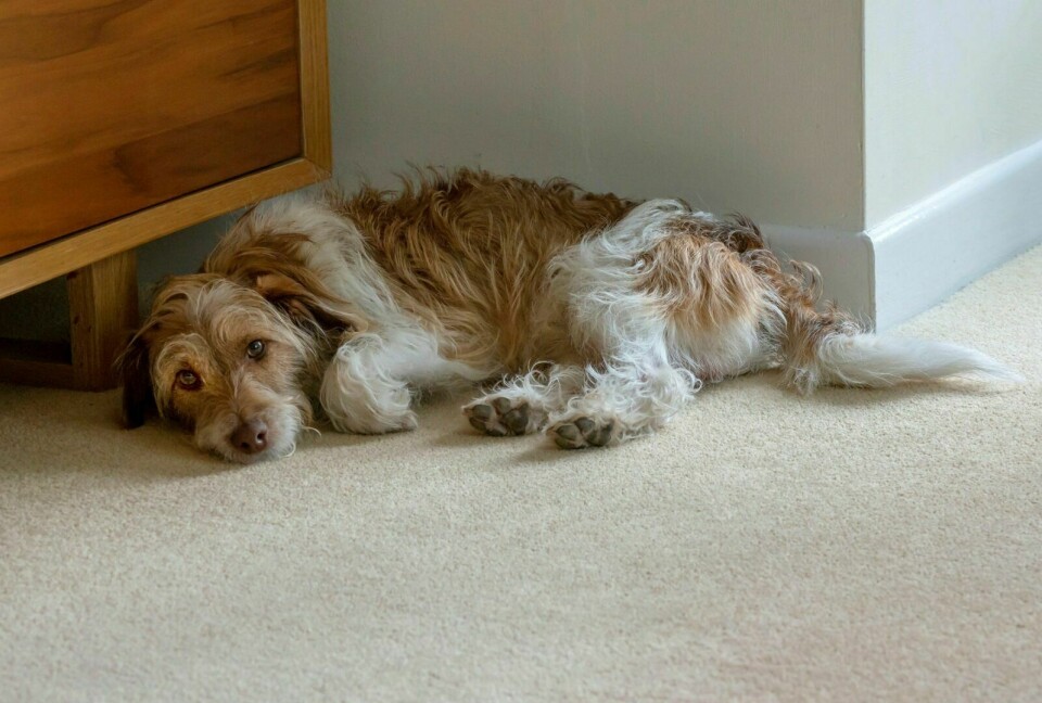 MAGEVONDT: Mange hunder har trengt veterinærhjelp med magevondt i påsken. Foto: FirstVet