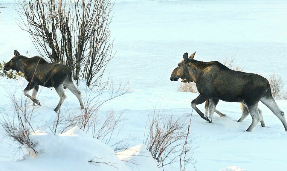 VÆR OBS!: Årets store elgtrekk har i likhet med snøen latt vente på seg. Nå er begge deler her for alvor. ARKIVFOTO: KNUT SOLNES Foto: Knut Solnes