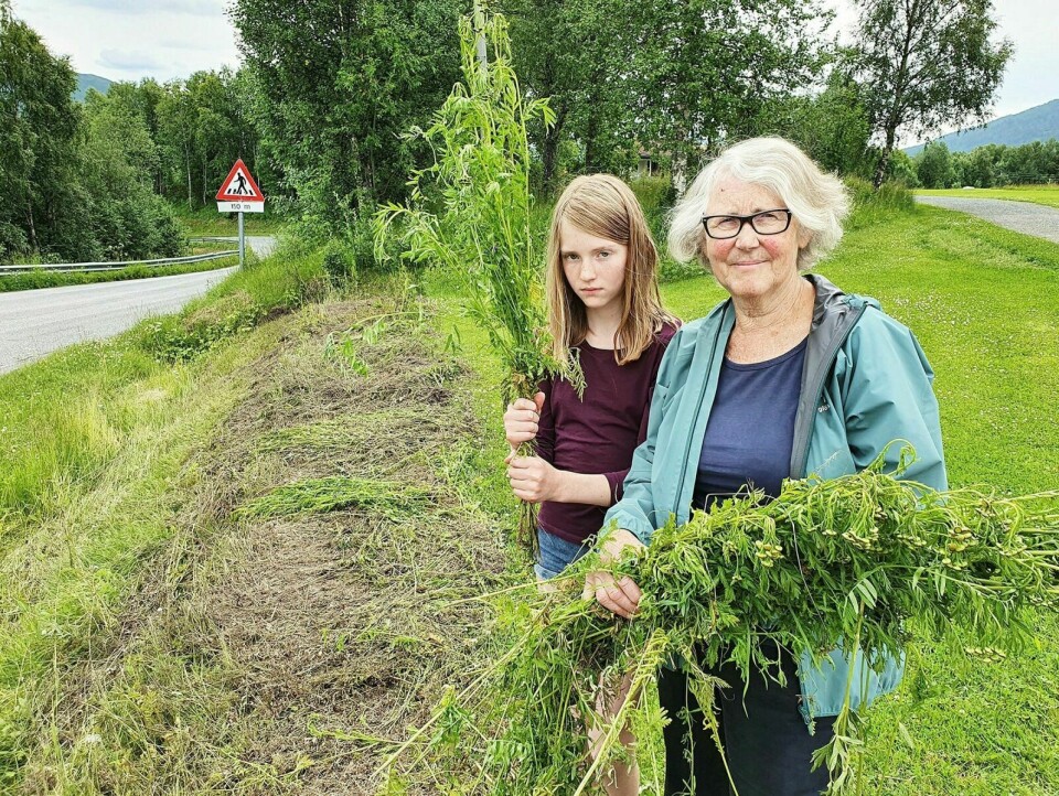 OPPGITT: Bodil Olsborg og barnebarnet Ylva fortviler over at familiens blomster ble offer for årets kantklipping i Olsborg-området. Foto: Morten Kasbergsen