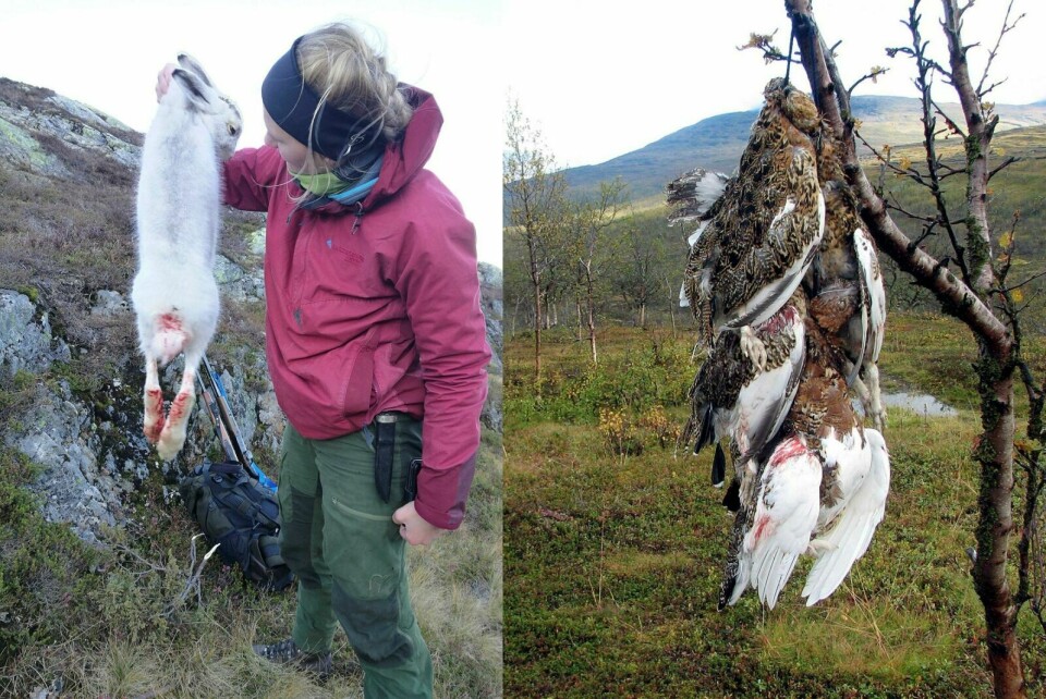SMÅVILT: Rype og hare kan gå usikre tider i møte når ungdom får opp interessen for småviltjakt. Midt-Troms friluftsråd arrangerer snart kurs i denne jakta for ungdom. Foto: Privat