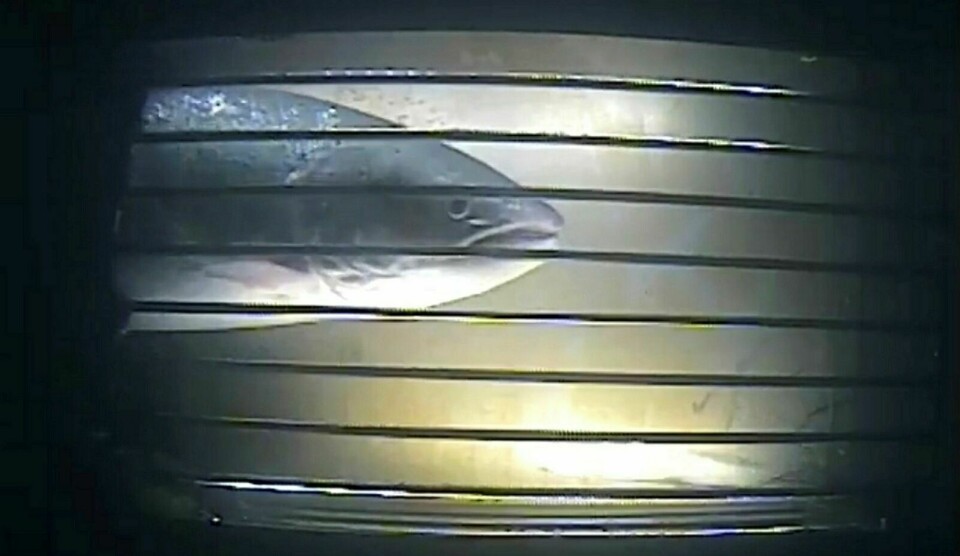 PÅ TUR OPP: Kameraet fanget opp denne store laksen på tur opp fisketrappa søndag kveld. Foto: Skjermdump: Skynordic