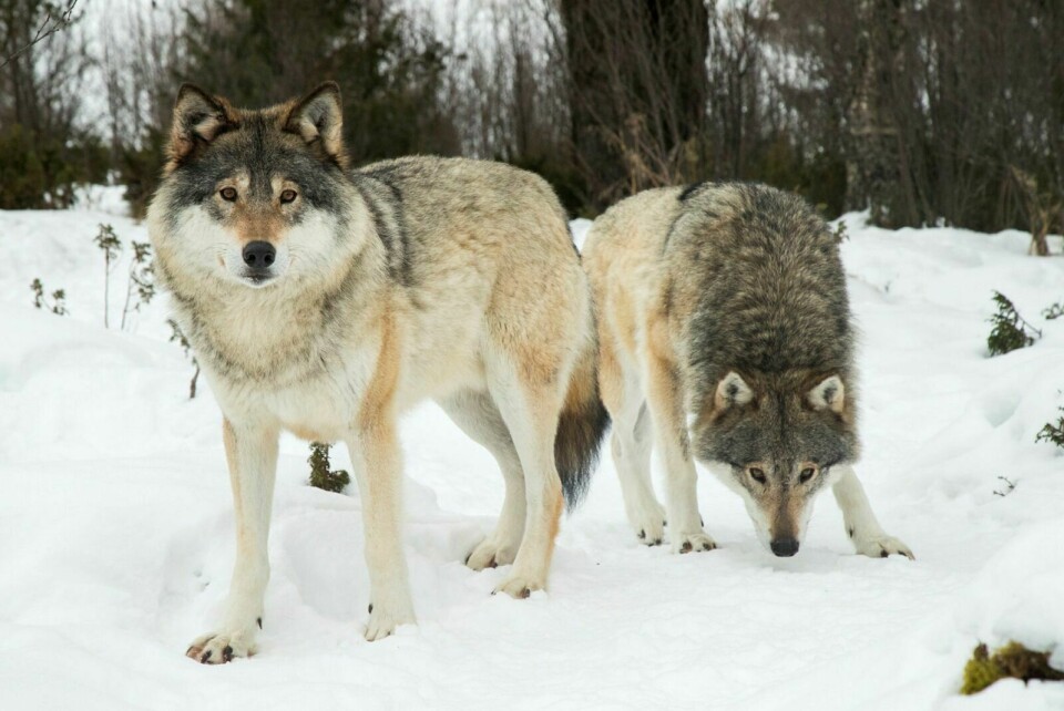OBSERVASJON: Det var en mulig ulveobservasjon i Målselv denne uka. Disse er innenfor gjerdene i Langedrag dyrepark. FOTO: NTB