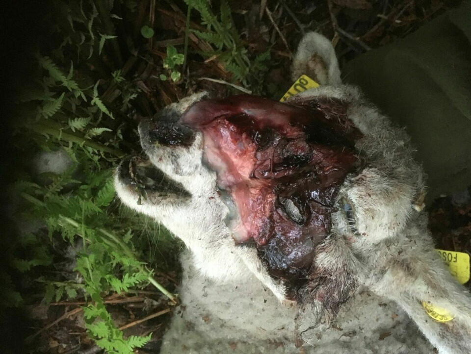 BJØRNEBITT: Ett av lammene som ble tatt av bjørn. Myrhaug har flådd av skinnet på skallen for å synliggjøre at lammet er bitt av bjørn. FOTO: PRIVAT