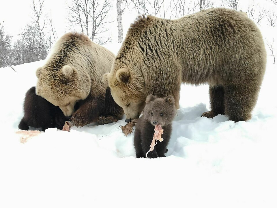 VERDENSVANT: Bjørnungene er allerede blitt litt verdensvant på den korte tida de har vært utenfor hiet og kjemper om maten og klatrer i trærne. Foto: Privat