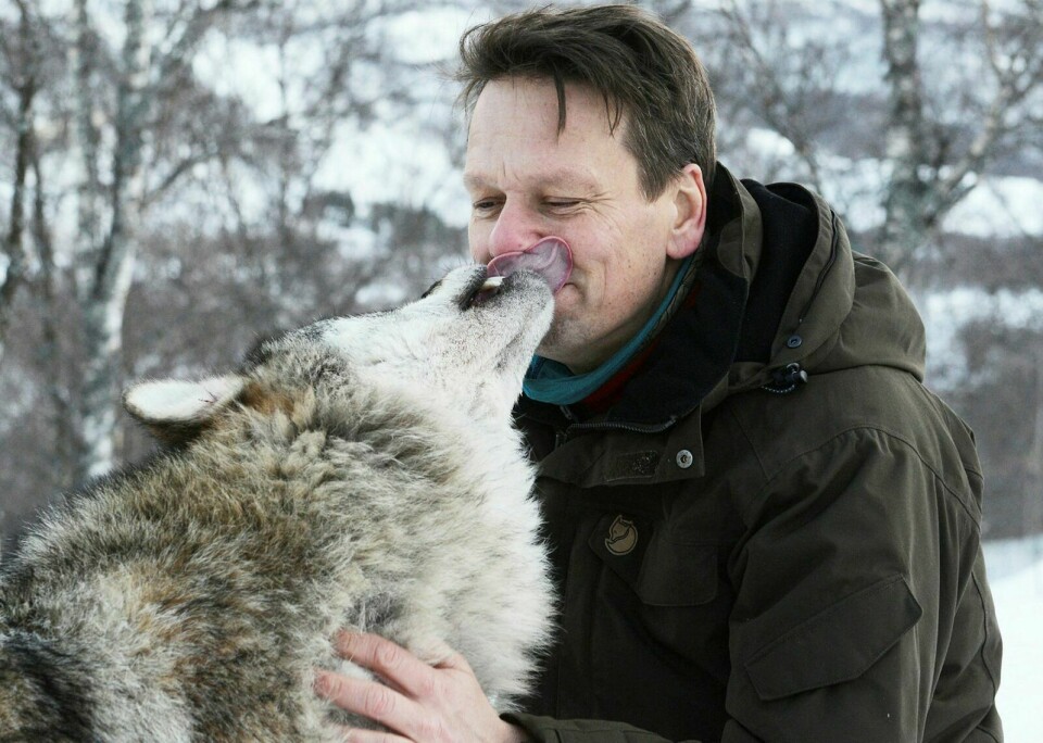 KAN FÅ GULLRUTE: Det er ikke dette ulvekysset, som daglig leder Jens-Kristian Dybwad fikk for noen år siden, men tungekysset ulven ga til Jon Almaas i 71 grader nord som er nominert til Gullruten. Foto: Knut Solnes (arkiv)