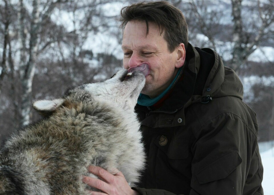 IKKE MER KYSS: Her ønskes Jens-Kristian Dybwad velkommen som ny dyreparksjef i Polar Park for to år siden. Ulvene slo til med våte tungekyss og ulvehyl for parksjefen som hadde sin første dag på jobb. Nå fratrer Dybwad som sjef for Polar Park. Foto: Knut Solnes