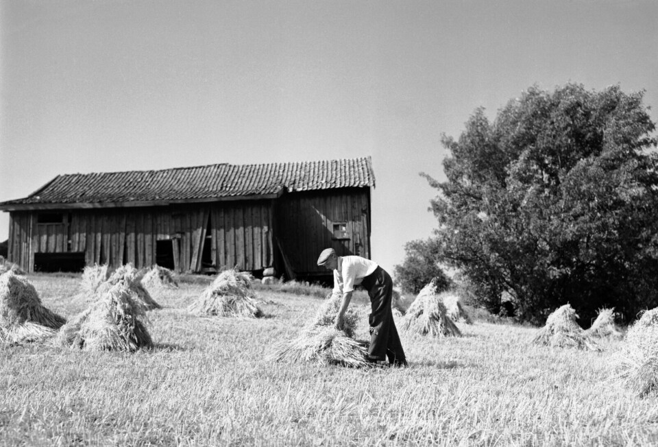 1949: En bonde samler korn i korn-stakker for drøye 70 år sia. Foto: NTB Scanpix (Illustrasjon)