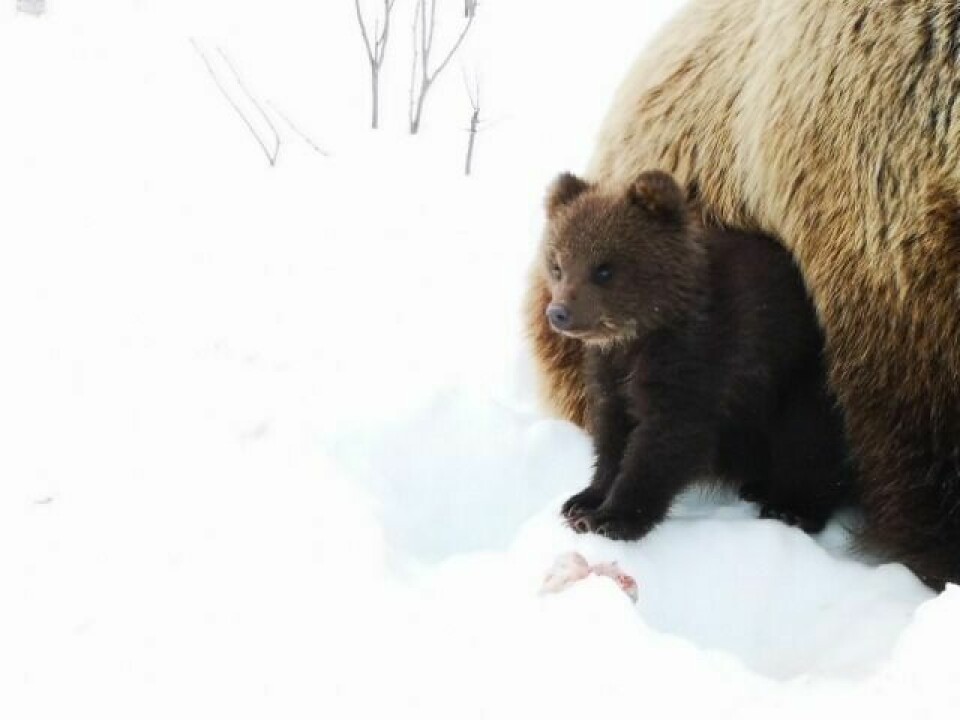 LEKEN: Den lille krabaten er den sjuende bjørnen Polar Park har i sin bjørnefamilie. Den ble trolig født i begynnelsen av januar. Foto: Privat