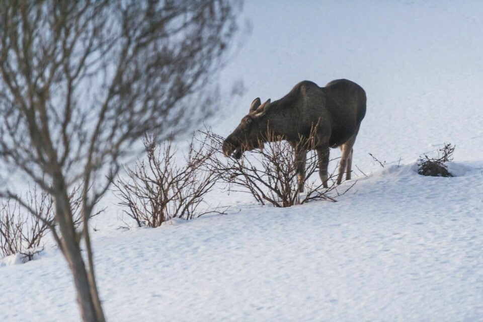 JAKT: Under fjorårets jakt ble det sett og felt svært få elg mellom Setermoen og Tune. Foto: Terje Tverås (illustrasjon)