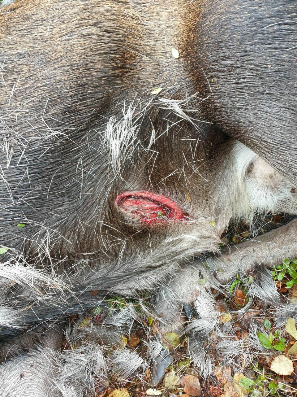 FLERE SAKER PÅ BORDET: Midt-Troms lensmannsdistrikt har flere skadeskytingssaker fra elgjakt som nå skal etterforskes. En av dem er saka i fra Bardu der et jaktlag fant dette skuddsåret i ei elgku. Foto: Bardu kommune (arkiv)