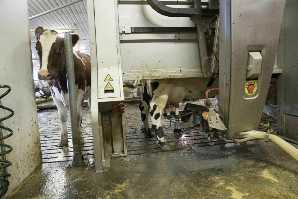 KUTT: Kuttet utgjør 7 prosent av melkeproduksjonen. Foto: Terje Bendiksby / NTB SCANPIX (Illustrasjon)