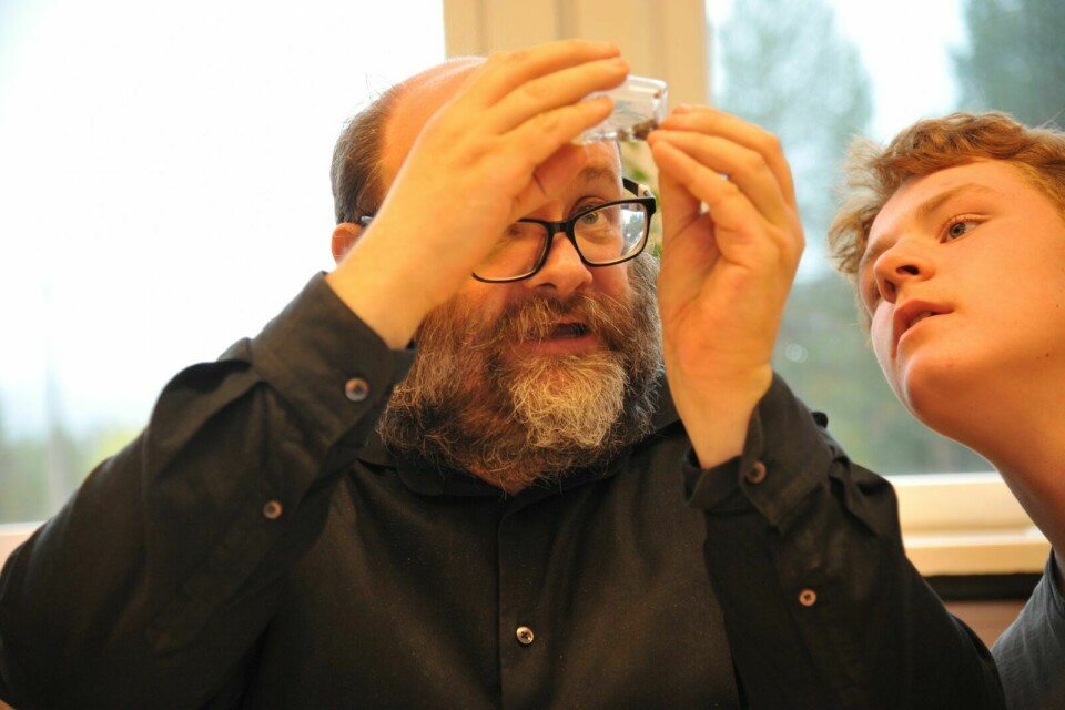 NØYE SJEKK: Kjetil Åkra fra Midt-Troms Museum sjekker om Audun og resten av gruppa har kategorisert insektene de har funnet riktig. Foto: Malin Cerense Straumsnes