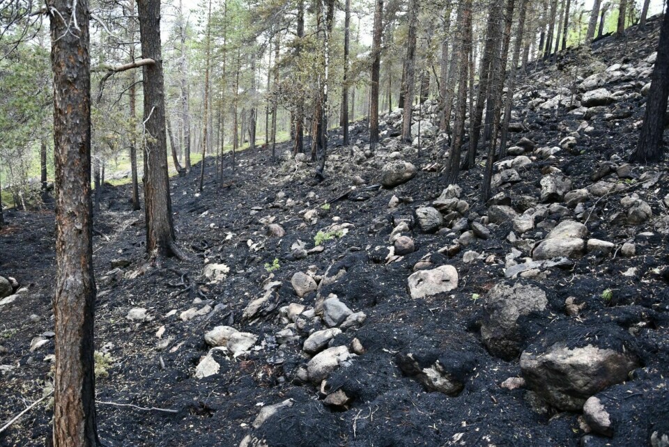 BRANNFARE: Brannsjef i Målselv Kjetil Werner Fagerli forteller at det ennå er stor skogbrannfare i Målselv. Foto: Torbjørn Kosmo