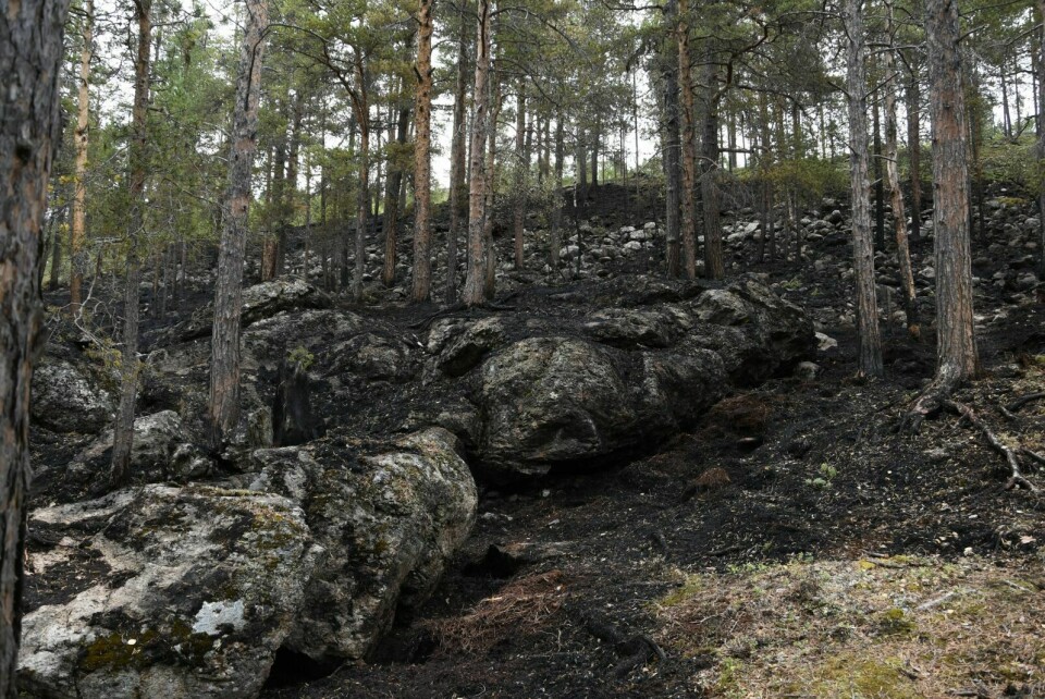SLUKKET: Slik så skogbrannområdet ut tirsdag ettermiddag. Foto: Torbjørn Kosmo