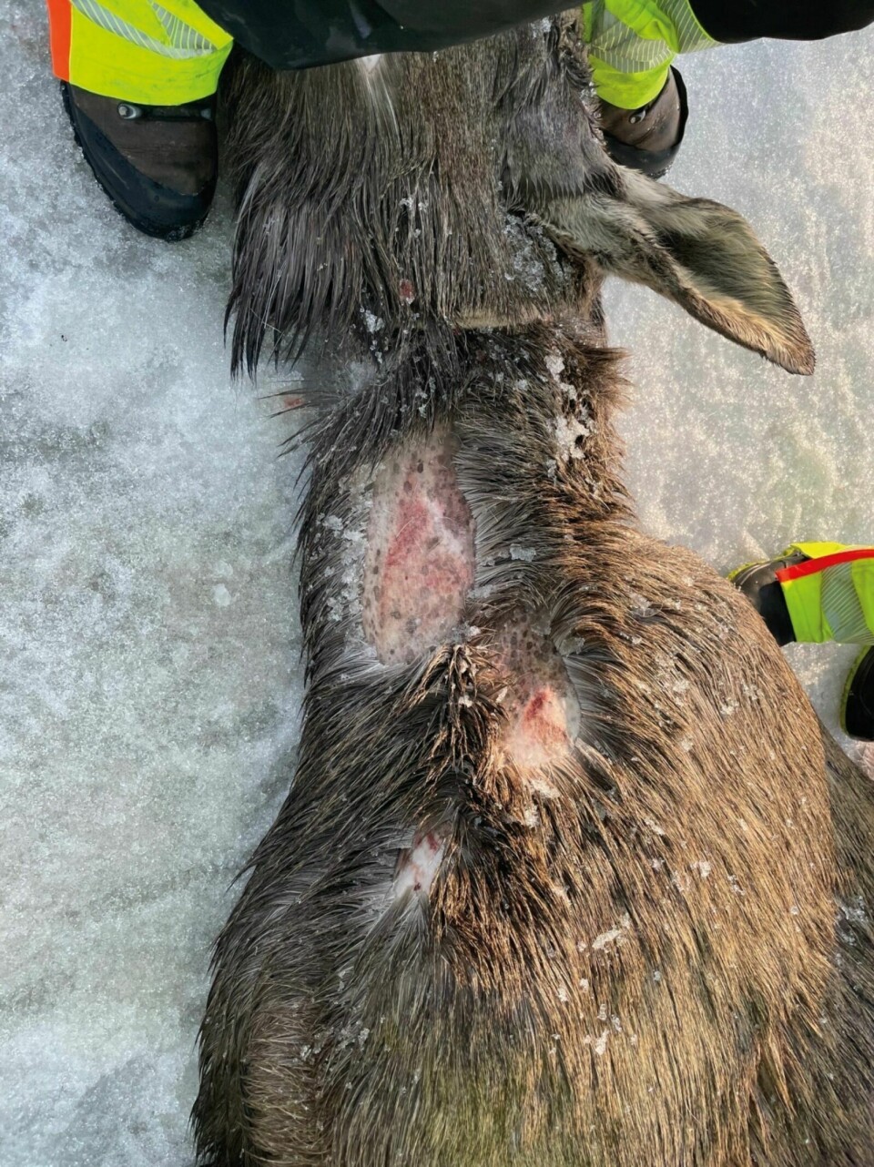 BETYDELIGE SKADER: Etter at elgen ble avlivet, ble det avdekket alvorlige skader på dyret. Foto: Jørn Larsen