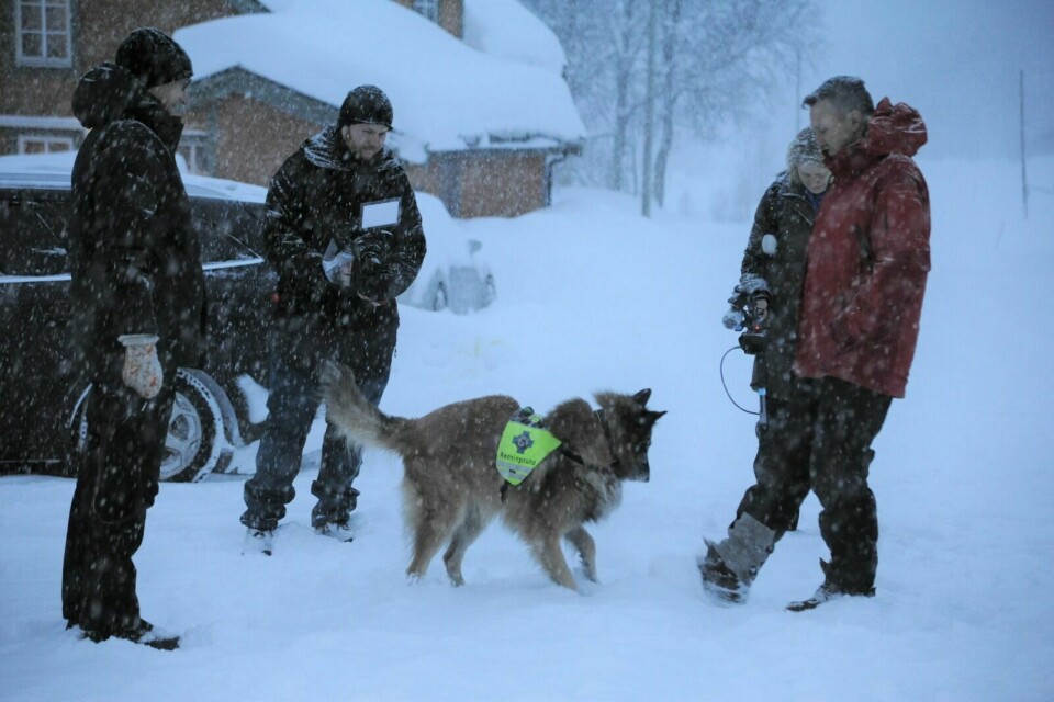 FUNN: Også i januar ble det brukt hund til søk i Blåbærfjellet. Under onsdagens søk var det en hundeekvipasje som fant den siste omkomne. Foto: Maiken Kiil Kristiansen