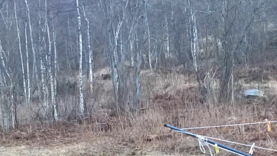 AVSLUTTET ELGJAKT: Her lusker den ene av bjørnene bort fra elgkadaveret etter å ha blitt forstyrret i det gårdsnære måltidet ved Skogheim i Kirkesdalen. Foto: Privat