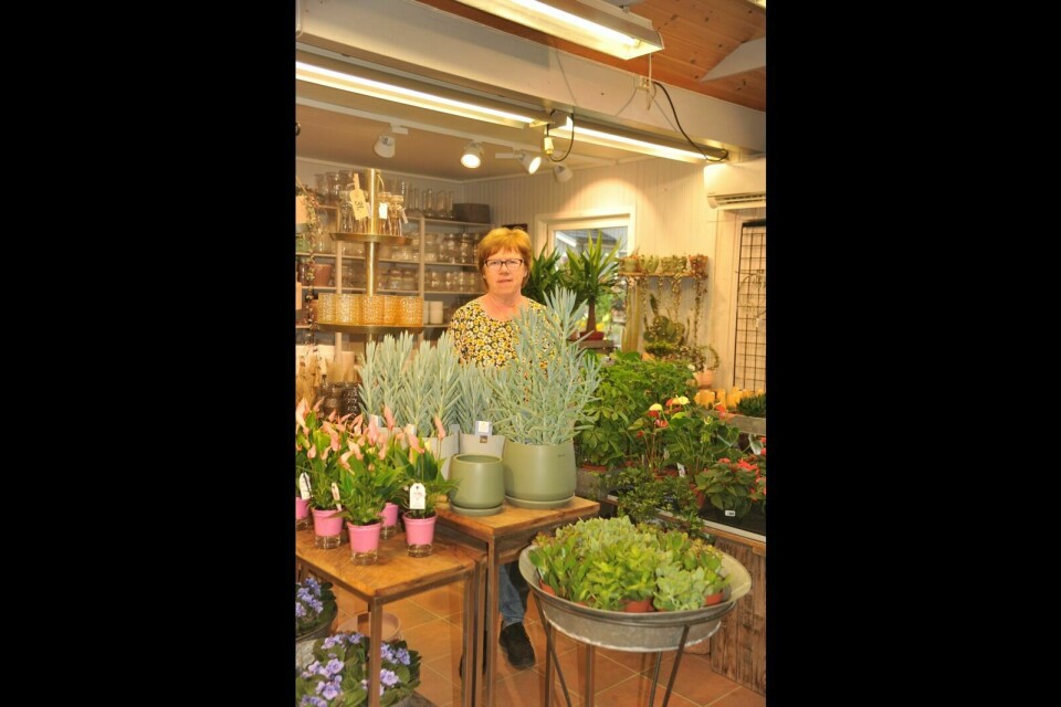 BUTIKK: Mange av plantene som selges på Fagerlidal, er vanlige inneblomster som varer hele året. Foto: Elin Larsen