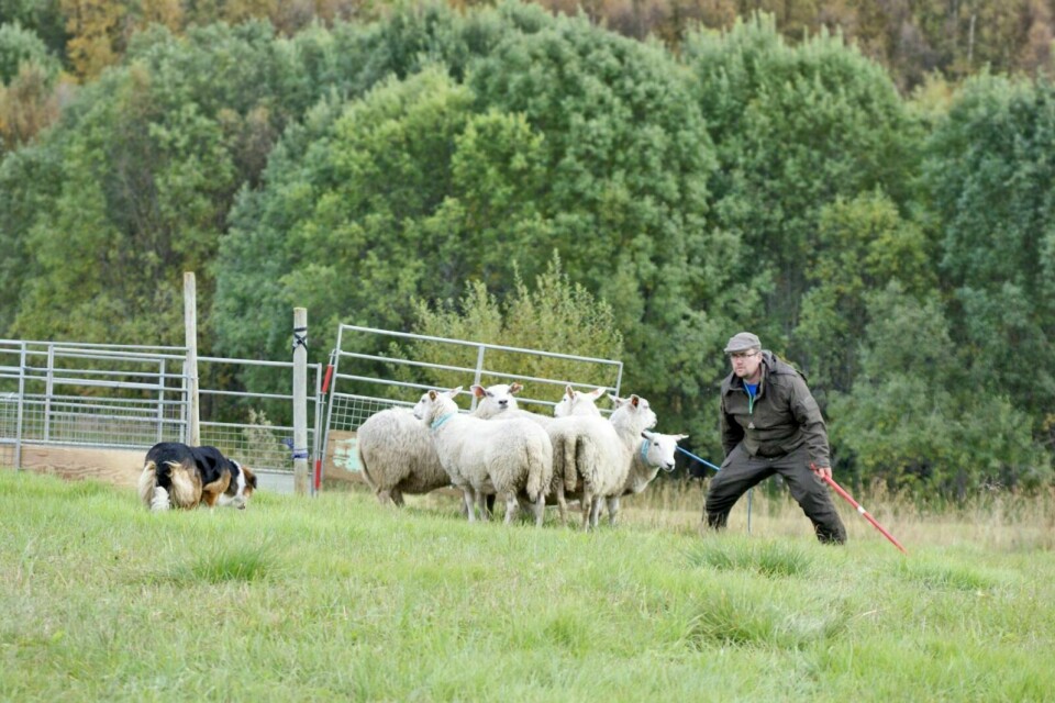PÅ EGEN GÅRD: Jørgen Bjørkli bruker hunder til gjeting av sauer. Nå skal han lære andre bønder mer om hvilke lover og regler som gjelder rundt driveplikt. Foto: Privat