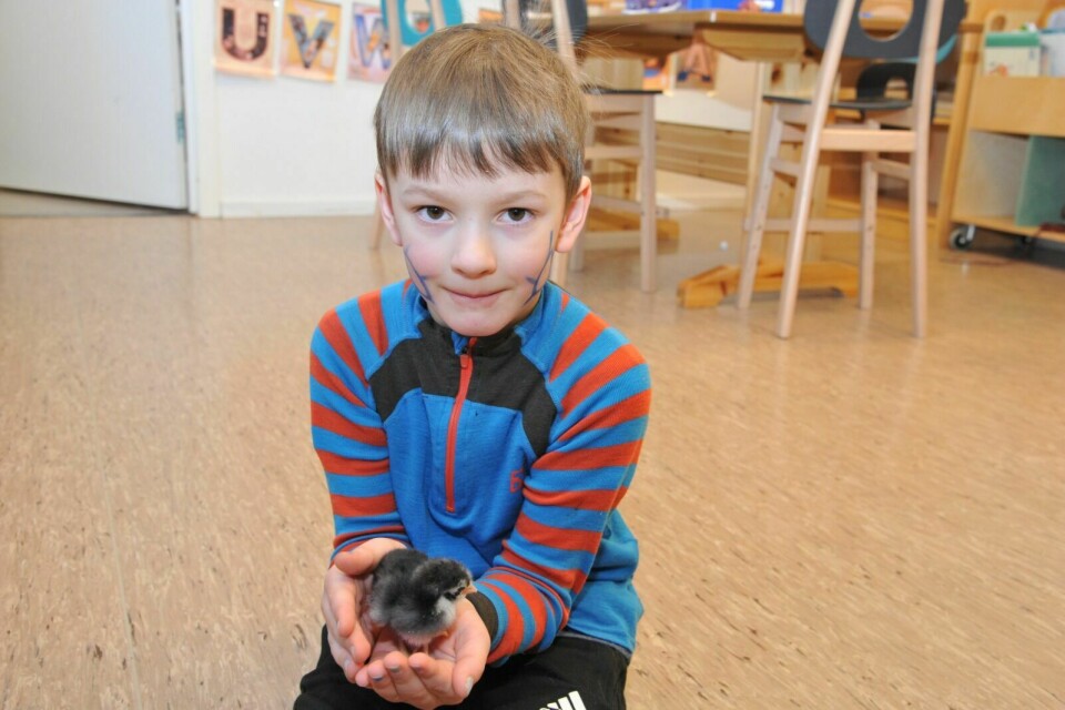 KOSELIG: Konrad syns det er koselig å ha kyllinger i barnehagen. Foto: Kari Anne Skoglund