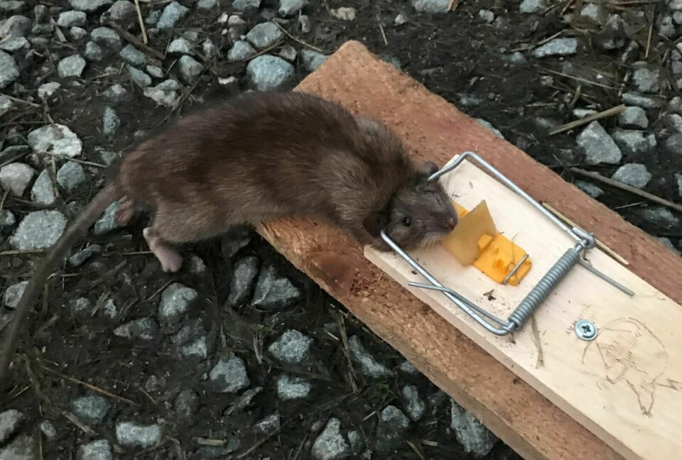 RETT I FELLA: Denne rotta fikk bonde Hans Andreassen taket på i fjor. I år har han ikke sett noen rotter på gården sin. Foto: Privat Foto: Privat