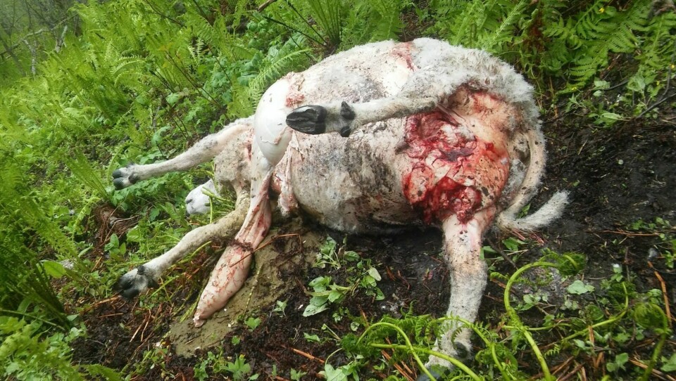 TATT AV BJØRN: Denne sauen var av bjørnens første offer i flokken til Karl Oskar Fosshaug i sommer. Foto: PRIVAT