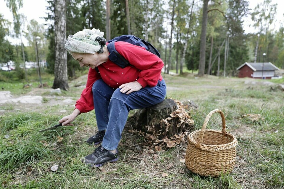 I GRESSET: Raisa Cirkova må helt innpå før hun ser hva det er. På stubben er det honningsopp, som nå regnes som giftig. Foto: FOTO: Roald, Berit / NTB scanpix