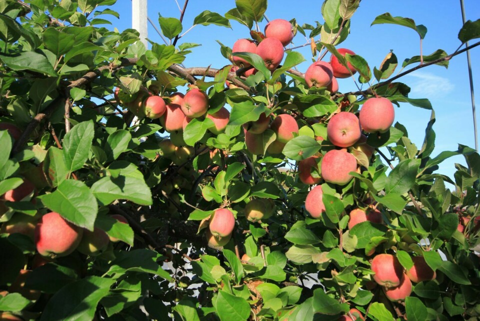 VAKRE FARGER: Den av de fire sortene som bærer frukt senest på sommeren, er Summer Red.