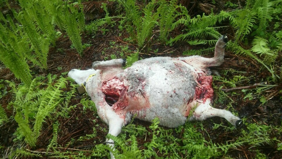 TYPISK BJØRN: Bringa og juret er typiske tegn på at det er bjørn som har drept sauene. Foto: Privat