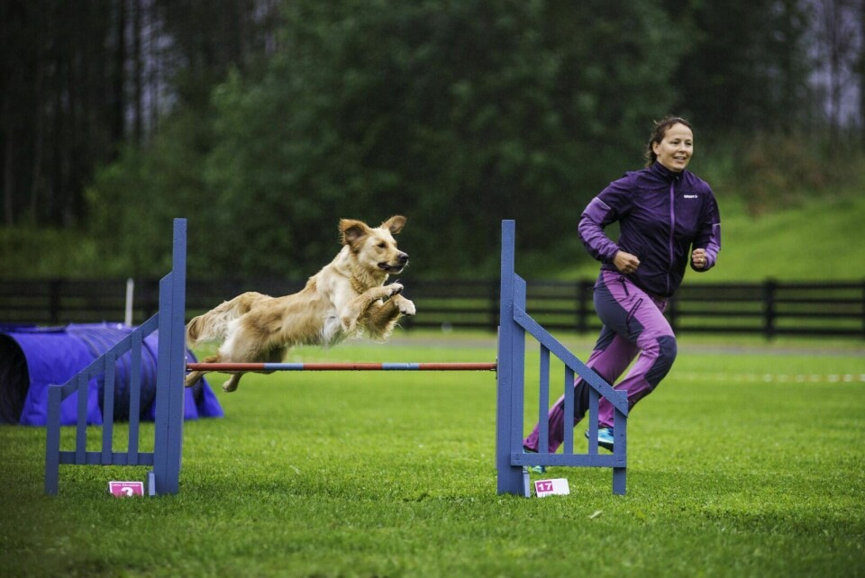 SPENST: Det skal mye spenst til for at hundene skal kunne hoppe over hindrene med god klaring. Foto: Synne Dahl Sneve
