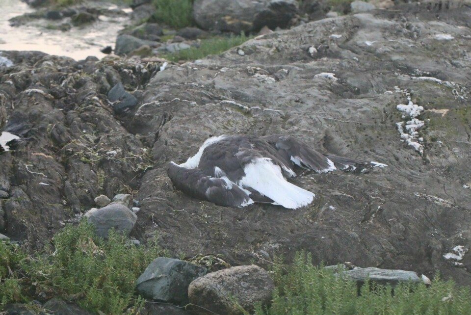 VENTER PÅ SVAR: Veterinærinstituttet i Tromsø har obdusert og tatt prøver av de døde fuglene som ble funnet på Storholmen ved Holmenes. Veterinærinstituttet håper at prøvene kan gi svar på hva som har forårsaket fugledøden. Foto: Arild Endal