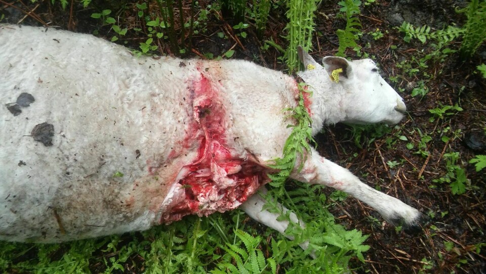 SLO TIL IGJEN: Denne sauen mistet livet tidligere i sommer. Nå har bjørnen slått ihjel nye dyr i flokken. Foto: Privat