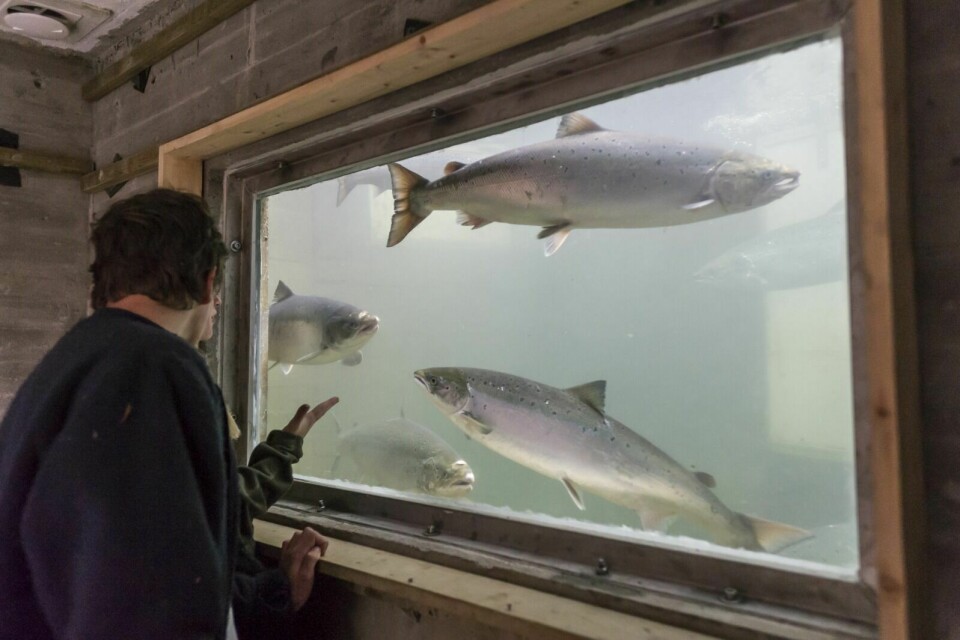 GÅR MOT REKORD: 5797 fisk har gått opp fisketrappa i Målselvfossen til nå i år. Til sammenligning var tallet 1487 på samme tidspunkt i fjor. Ekspertene tør ikke garantere rekord, men er optimistiske. I år er det også fanget sjeldent mye stor laks. I laksesjået kan besøkende se fisken på sin ferd gjennom fisketrappa. Foto: Terje Tverås